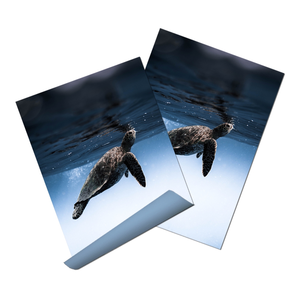 Blueback Posters Product